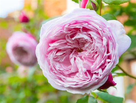 5 rosiers très parfumés à planter près de la maison.